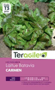 Laitue batavia Carmen - Graines - Teragile