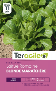 Laitue romaine blonde maraichere - Graines - Teragile