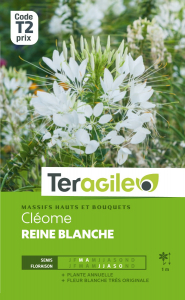 Cléome Reine blanche - Graines - Teragile