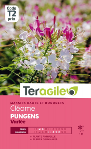 Cléome Pungens - Graines - Teragile