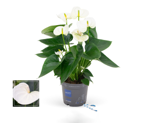 Anthurium sierra white - 5 fleurs - Potde 12 cm