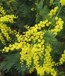 Mimosa pravissima - Jaune - 4 Litres