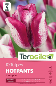 Tulipe triomphe hot pants - Calibre 12/+ - X10 - Teragile