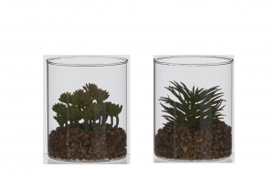 Plante succulente artificielle en pot en verre - 12cm