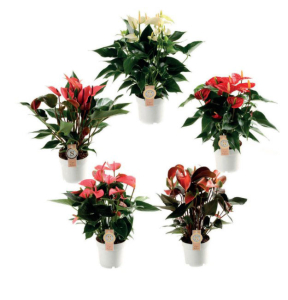 Anthurium royal white champion - Pot de14 cm