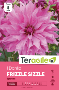 Dahlia frizz sizzle - Teragile - X1