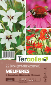 Bulbes - Association méllifère - Teragile - X22