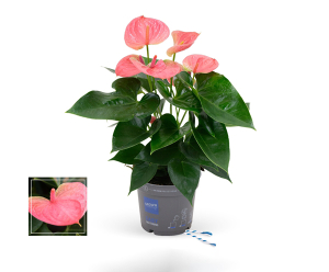 Anthurium grandes fleurs rose 35 cm - Pot de 12 cm