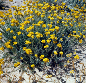 Helichrysum italicum - Contenant de 4 litres