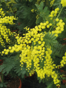 Acacia delbata 'Le Gaulois' - Contenantde 4 litres