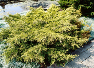 Juniperus de Pfitzer 'Gold Coast' - Contenant de 4 litres