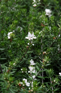Westringia eremicola - Contenant de 4 li tres