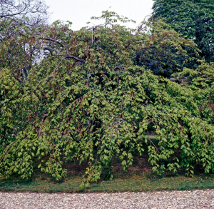 Charme commun - Carpinus betulus 'Pendula' - 150/200 cm - Contenant de 15 litres