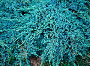 Juniperus 'Blue Carpet' - Contenant de 2 litres