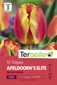 Tulipe darwin apeldoorn - Calibre 12/+ - X10