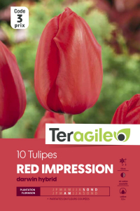 Tulipe darwin red impression - Calibre 12/+ - X10