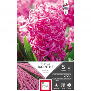 Jacinthe de bretagne pink pearl - Calibre 15/+ - X5