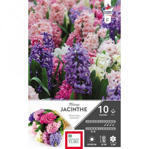 Jacinthe de bretagne - Variées - Calibre 15/+ - X10
