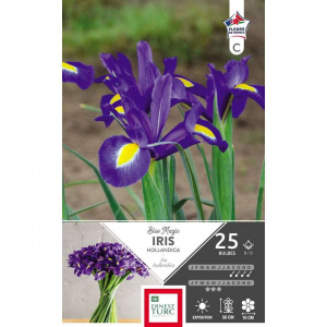 Iris hollandica blue magic - Calibre 8/9 - X25