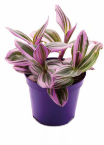 Tradescantia Nanouk - Pot de 12 cm