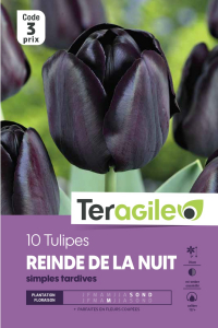 Tulipe simple tardive reine de la nuit - Calibre 12+