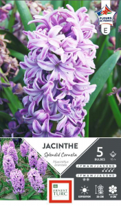 Jacinthe de Bretagne Splendid Cornelia - X5 - Calibre 15/+