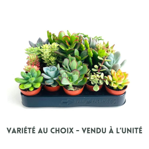 Plante succulente - Pot de 5,5 cm - Variété au choix