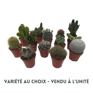 Cactus - Pot de 5,5 cm - Variété au choix