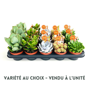 Plante succulente - Pot de 10,5 cm - Variété au choix