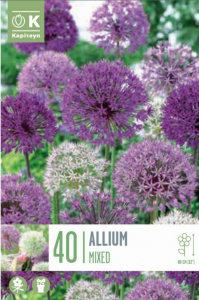 Alliums grande fleur Mix X40