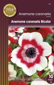 Anemone Coronaria Bicolor X10