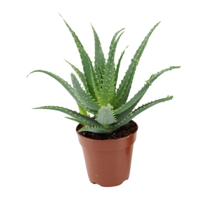 Aloe arborescens - Pot de 12 cm