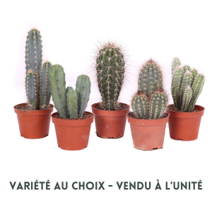 Cactus - Pot de 8 cm - Variété au choix