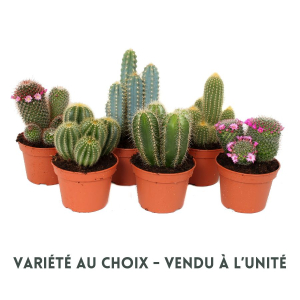Cactus canarias - Pot de 15 cm - Variété au choix