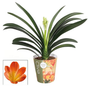 Clivia Miniata - Pot de 13 cm -Hauteur 50 cm