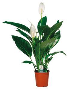 Spathiphyllum Bingo Cupido - Pot de 17 c Pot de 17  cm - Hauteur 65 cm