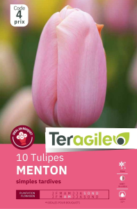 Tulipes Menton  x 10 12/+ Teragile