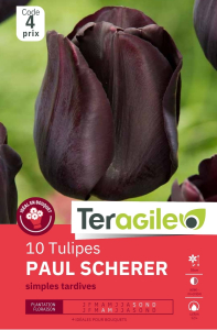 Tulipes Paul Scherer x 10 12/+ Teragile