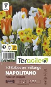 Bulbes en mélange x 40 12/+ Teragile