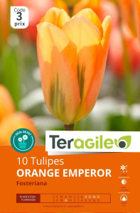 Tulipes Orange Emperor x 10 12/+ Teragile