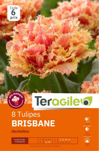 Tulipes Brisbane  x 8 11/+ Teragile