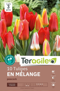 Tulipes Kaufmaniana en x 10 12/+ Teragile