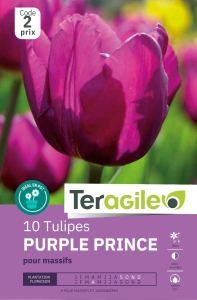 Tulipes Purple Prince x 10 12/+ Teragile