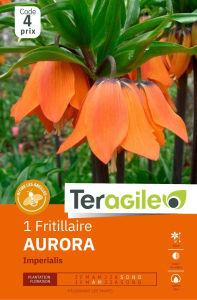 Fritillaire Imp. Aurora x 1 24/+ Teragile