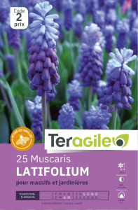 Muscari Latifolium  x 25 7/+ Teragile