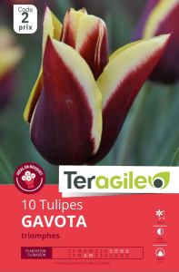 Tulipes Gavota  x 10 12/+ Teragile