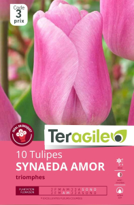 Tulipes Synaeda Amor x 10 12/+ Teragile