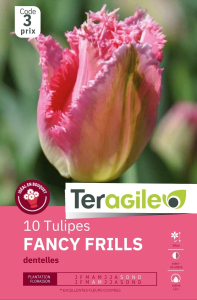 Tulipes Fancy Frills x 10 12/+ Teragile