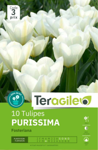 Tulipes Purissima  x 10 12/+ Teragile