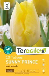 Tulipes Sunny Prince x 10 12/+ Teragile